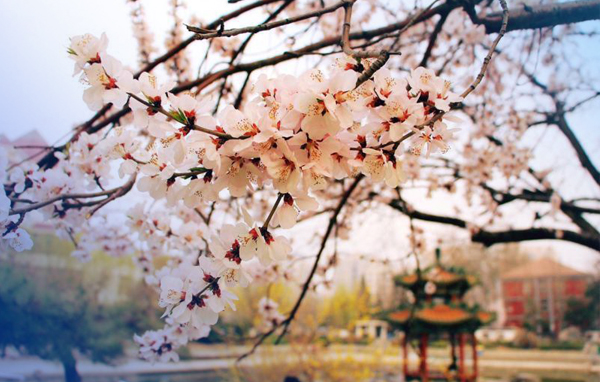 北京交通大學(xué)2019年MBA提前面試政策