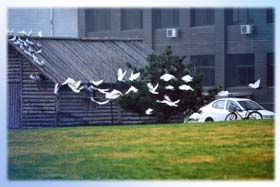 2019年對(duì)外經(jīng)濟(jì)貿(mào)易大學(xué)工商管理碩士MBA（EMBA項(xiàng)目-在職中文）調(diào)劑復(fù)試通知